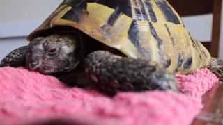 YouTube: tortuga es congelada por cuatro meses y sobrevive