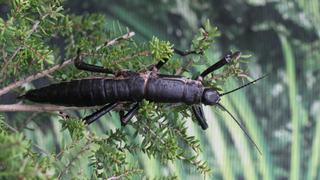 El extinto insecto palo de Howe 'regresó' a la vida