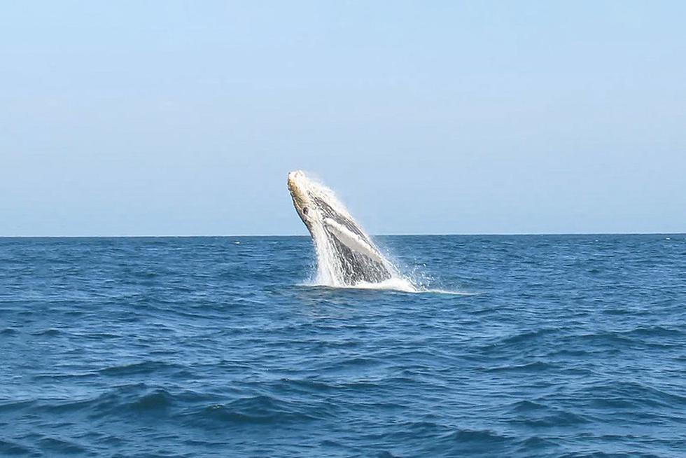 El Ministerio de Comercio Exterior y Turismo anunció el inicio de la Temporada de Avistamiento de Ballenas en Piura 2022. (Foto: Mincetur)