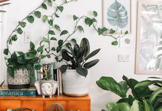 Todo lo que debes saber para tener (y mantener) plantas en casa en esta cuarentena