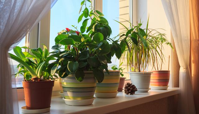 Producen un efecto relajante. Las plantas afectan de manera eficaz al estado de las personas dando una sensación de tranquilidad. (Foto: Shutterstock)