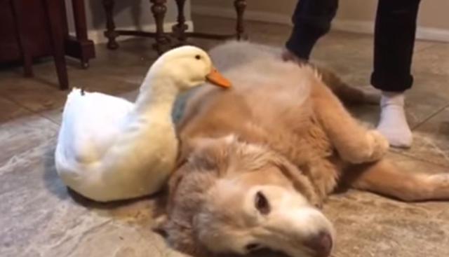 Ambos animales se encontraban descansando después de haber comido. (YouTube: ViralHog)