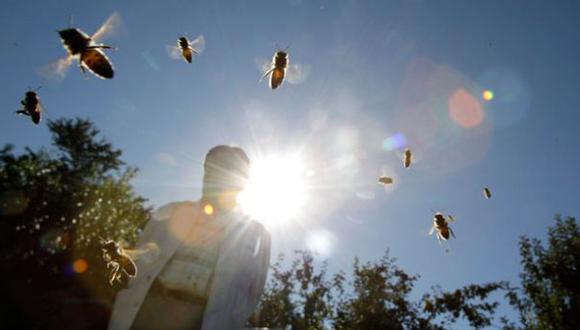 Este insecto ha desarrollado un sistema especializado para la detección de néctar y producción de miel.(Foto: Reuters)