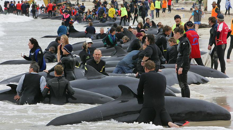 Encallamiento de ballenas registrado en Australia en el año 2005. (Foto: AFP)