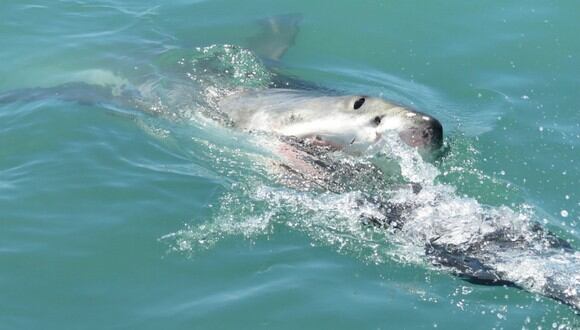 Se volvió viral en Facebook el ataque de un tiburón a una foca cuando unos turistas pasaban cerca. (Foto: Referencial/Pixabay)