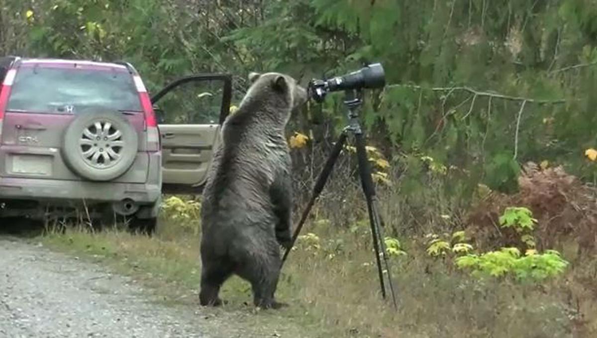 YouTube: video muestra al "oso fotógrafo" en plena labor