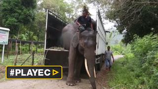 Así trabajan los policías elefantes en Indonesia [VIDEO]