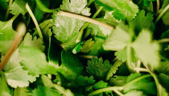 Para conservar cilantro en la nevera y que dure más tiempo, la sal puede ser una de tus mejores alternativas. (Foto: Pexels)