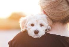 5 aspectos que debes tener en cuenta al adoptar una mascota