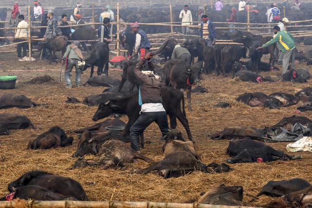 Un devoto hindú mata un búfalo como una ofrenda a la diosa hindú Gadhimai durante el Festival Gadhimai en Bariyarpur. (Foto: AFP)