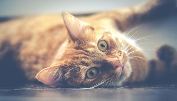 Para tu gato, tú eres un gato gigante, amigable y bastante generoso, no por nada les das comida, juguetes y estás dispuesto a seguir las pistas que te den.
(Foto: Pixabay)