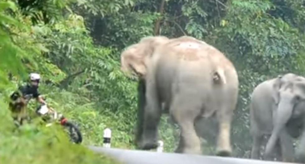 Hombre ruega por su vida ante furia de elefantes (Foto: khao yai news / YouTube)