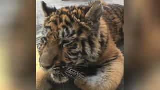 Decomisan tigre siberiano en un restaurante de Ciudad de México
