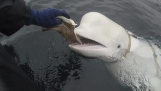 Noruega afirma que divisó a la “beluga espía” rusa cerca de las costas de Suecia 
