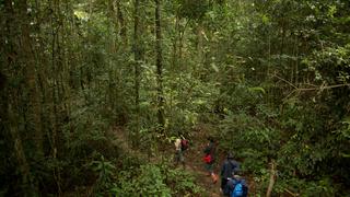 Déjate enamorar por los espectaculares bosques del Perú