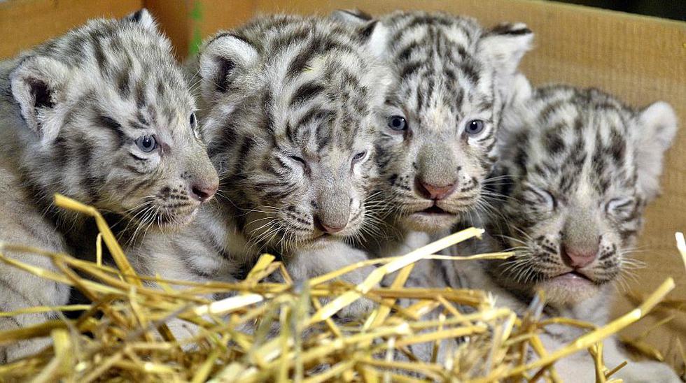 Falco, Toto, Mia y Mautzi son los nombres de las cr&iacute;as de tigre blanco. (Foto: AFP)