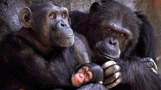 La inteligencia de los chimpancés depende de los genes