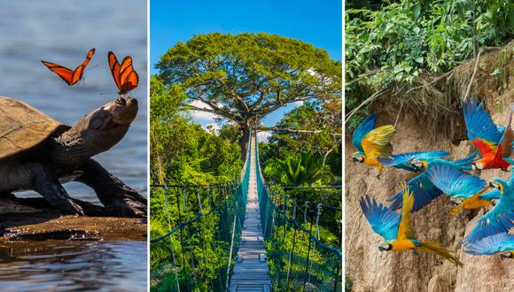 La selva de Tambopata, en Madre de Dios, excelente para el contacto con la naturaleza. (Fotos: Shutterstock)