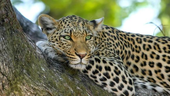 Leopardo que quería convertir a un mono en su presa, termina quedando en ridículo. (Foto: Pixabay / referencial)