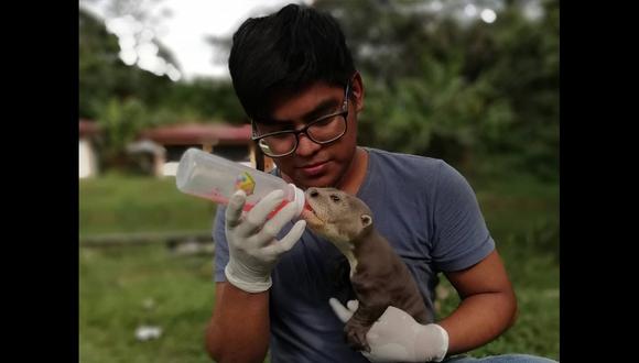 Julio Novoa, voluntario de CREA, alimenta a un pequeño lobo de río. (Foto: CREA)