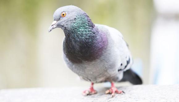 Las mutilaciones en los dedos de las palomas se deben a causas humanas, según el investigador francés Frédéric Jiguet. Foto: Getty images, vía BBC Mundo