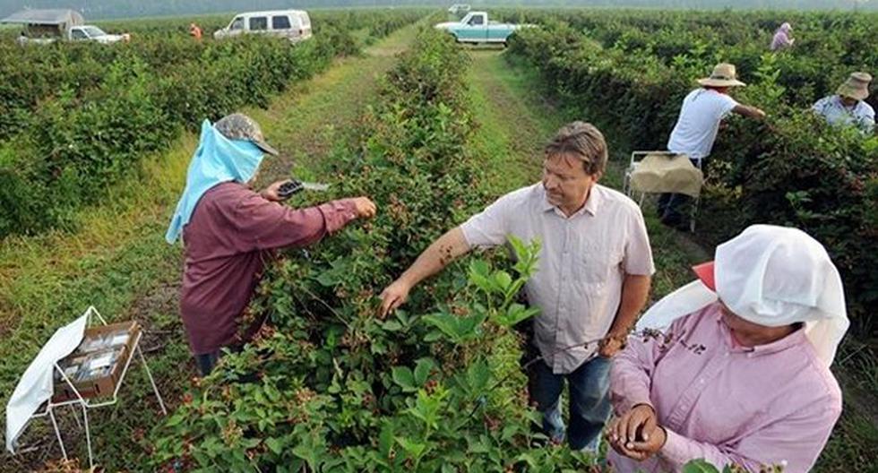 Miles de trabajadores latinos trabajan en el sector agrícola estadounidense. (Foto: miamidiario.com)