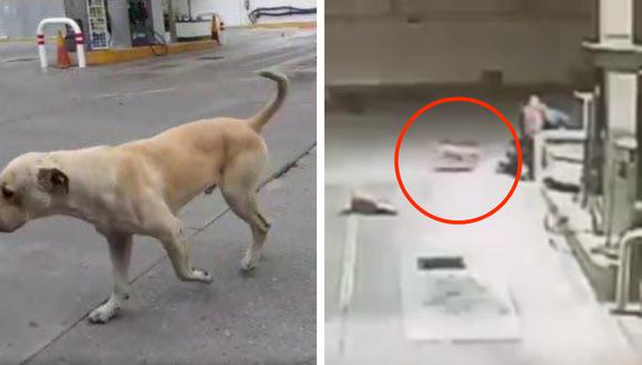 Un valeroso perro defendió de un robo al despachador de la gasolinera en la que vive. (Foto: Jaibopolis en Facebook/@ana_aire1 en Twitter)
