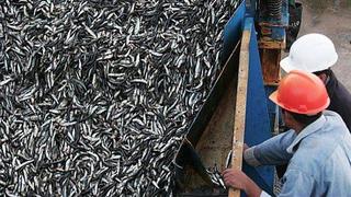 Perú pescará 10 mil toneladas de jurel fuera de las 200 millas