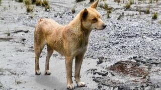 Perros cantores, una raza que se creían extinta hace 50 años, reaparecen en la naturaleza