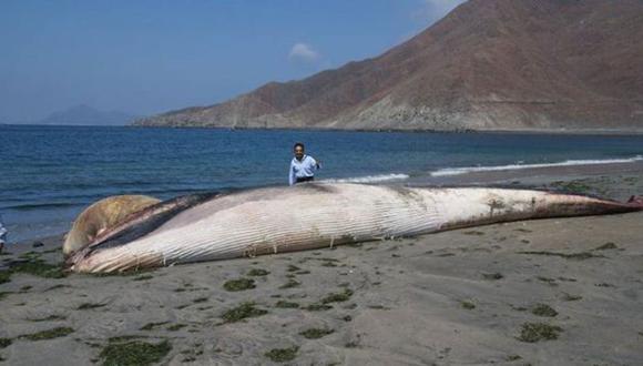 Indignación por alcalde que se tomó foto con ballena muerta
