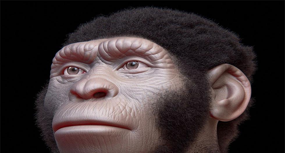 El Homo naledi, la nueva especie de homínido descubierta en Sudáfrica en 2013, es probable que conviviera con los \"Homo sapiens\". (Foto: wikimedia)