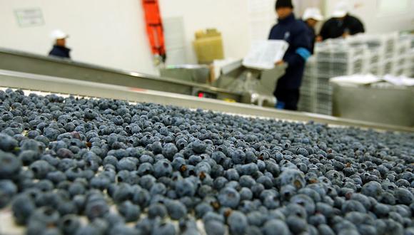 Perú ha experimentado un crecimiento de 16 veces en el volumen exportado de arándanos en menos de una década. (Foto: GEC)