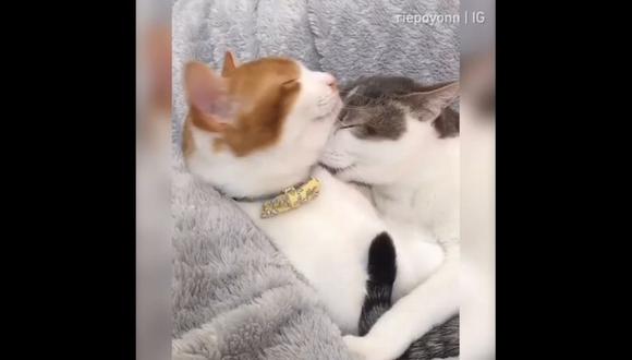 Dos gatitos han dejado enternecidos a miles de usuarios de Instagram. El video que ambos protagonizan tiene más de 4,8 millones de reproducciones.