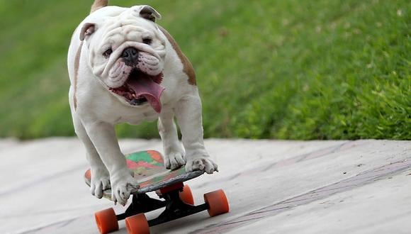El perro skater entró en los récords Guinness tras recorrer un ‘túnel humano’. (Foto: Guinness World Records)