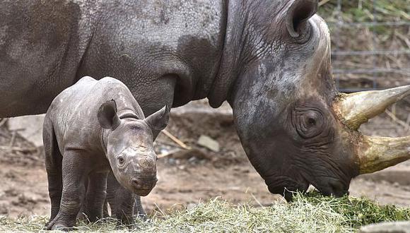 Reintroducen en Ruanda una especie desaparecida de rinoceronte