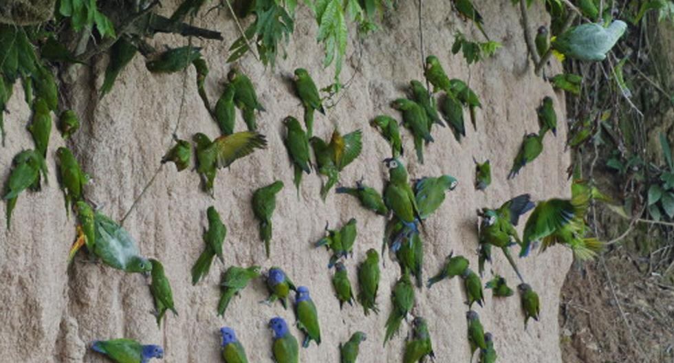 Un loro que tiene un inusual plumaje azul y emite un fuerte y breve chillido muy distintivo ha sido identificado en México como una nueva especie. (Foto: Getty Images)