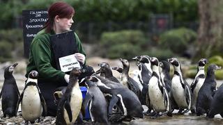 El Zoológico de Londres y el tradicional censo a sus animales