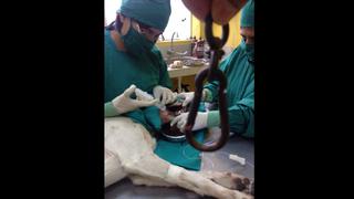 Ventanilla: perro maltratado se recupera gracias a veterinarios