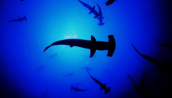 La veda establecida para la pesca de tiburón martillo podría mejorarse si es que se tomara en cuenta el conocimiento que los pescadores tienen acerca de la distribución de los juveniles. Foto: Oceana