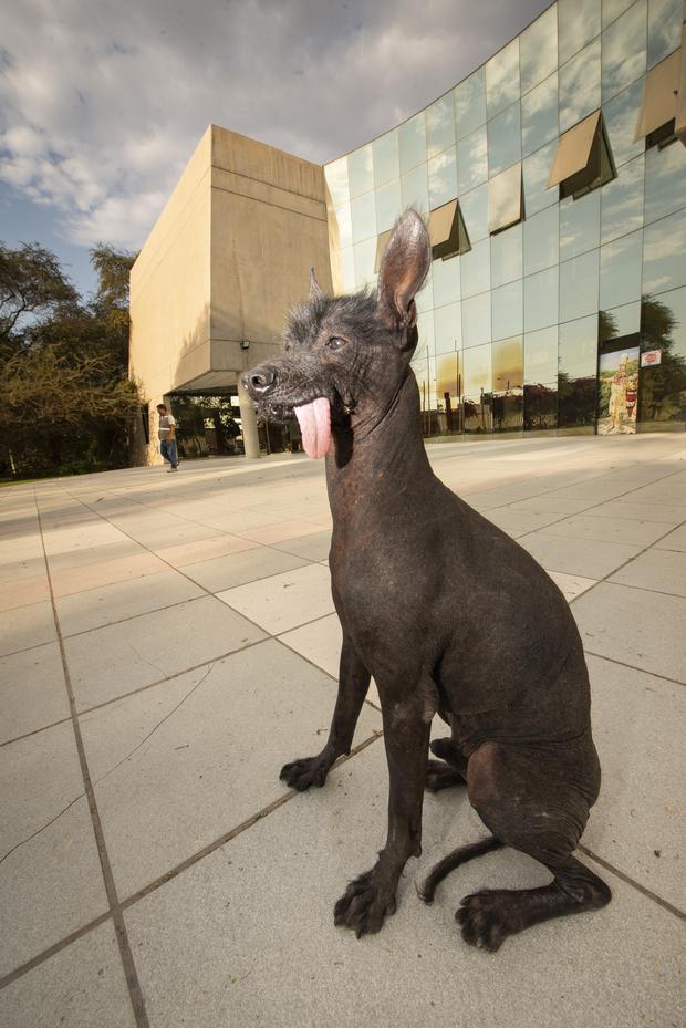 Chican is the custodian of the National Museum of Chican in Ferranoff.  Its resemblance to the Mexican dog in the film "Coconut" It made him a star on the network.