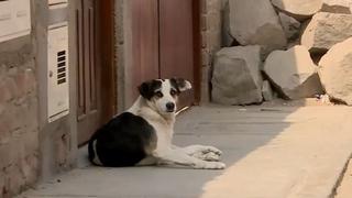 “Los están matando”: vecinos de SJM denuncian que delincuentes estarían envenenando perros para cometer robos 