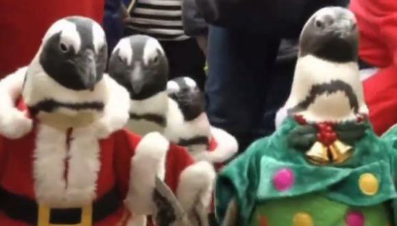 YouTube: pingüinos desfilan por Navidad en zoológico (VIDEO)