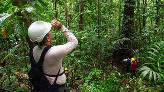 Minagri apunta a reforestar 3,2 mlls. de hectáreas degradadas