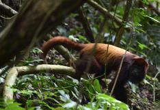 Monos aulladores mueren de sed por sequía en Colombia