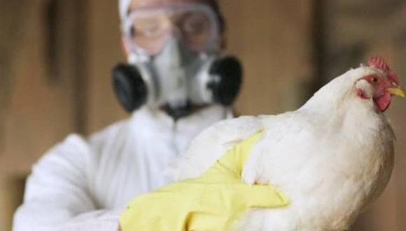 Gripe aviar en Venezuela 2022 | ¿Qué se conoce hasta hoy de la alerta sanitaria?