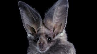¿Por qué los murciélagos necesitan ser conservados?