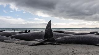 Marea roja, principal sospechosa de la muerte de 30 ballenas en Argentina