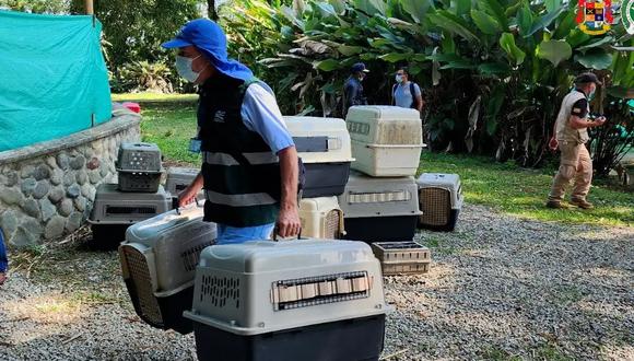 Los monos rescatados quedaron a disposición de la Corporación Autónoma Regional del Valle del Cauca (CVC). (Foto: @FiscaliaCol)