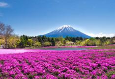 Encanto rosa: el festival japonés de flores que vas a querer visitar