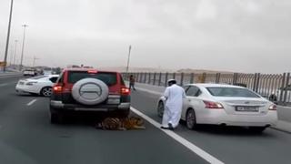 Insólito: Tigre se pasea en autopista de  Qatar [VIDEO]